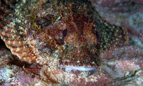Birmanie - Mergui - 2018 - DSC02959  - Tasseled scorpionfish - Poisson scorpion a houpe - Scorpaenopsis oxycephala